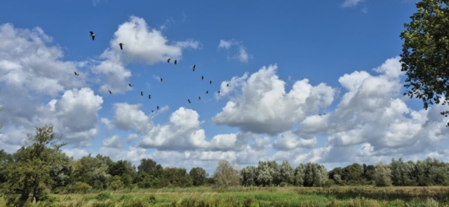 Gänse im Formationsflug