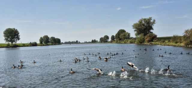 Ganze Flussbreite voller Weisswangengänse