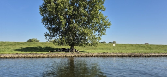 Kühe suche auch den Schatten