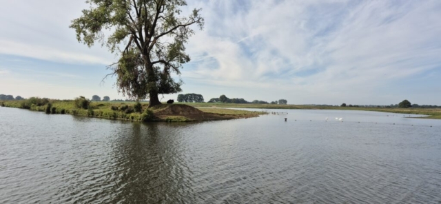 Gemütlich liegender Bulle im "Slow-Down-Modus"